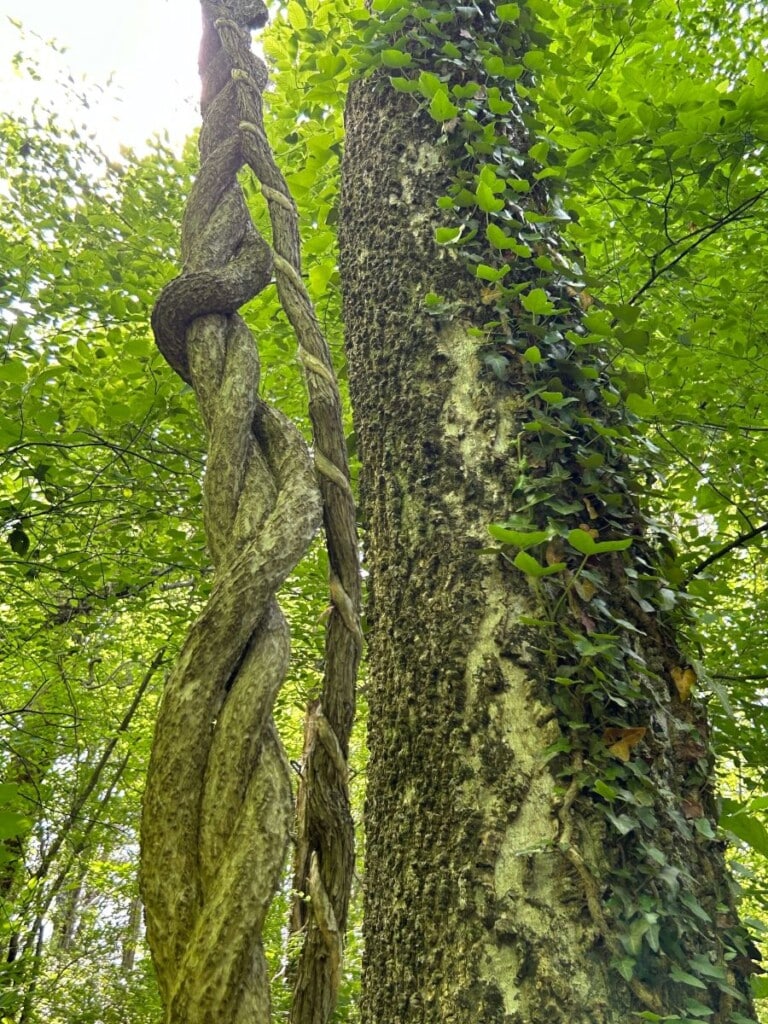 Vines on a tree