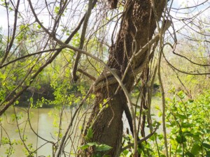 Protecting trees that grow near the river is important for both forest health and water quality.